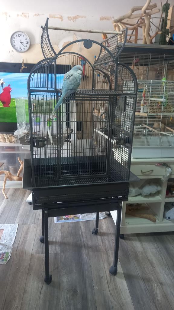 Muisparkieten vogel kooi, Dieren en Toebehoren, Vogels | Hokken en Kooien, Zo goed als nieuw, Vogelkooi, Metaal, Ophalen
