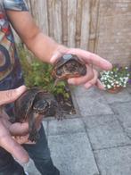 2 Muskus schildpadden te koop inclusief bak + toebehoren, Dieren en Toebehoren, Schildpad, 0 tot 2 jaar