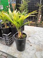 Trachycarpus Fortunei  winterhard, Ophalen, Bloeit niet, Overige soorten, Halfschaduw