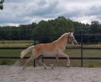 Leuke haflinger jaarling ruinen, Ruin, 0 tot 2 jaar, Recreatiepony, D pony (1.37m tot 1.48m)