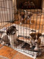 Prachtige jackrussell x chihuahua puppies, CDV (hondenziekte), 8 tot 15 weken, Meerdere, Nederland