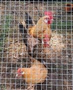 Trio krielen, Dieren en Toebehoren, Pluimvee, Meerdere dieren, Kip