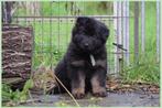 Oudduitse Herder pups, Dieren en Toebehoren, Honden | Herdershonden en Veedrijvers, Nederland, Reu, CDV (hondenziekte), 8 tot 15 weken
