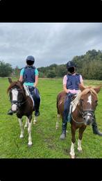 Verzorgpony(‘s) gezocht/verzorgers aangeboden, Dieren en Toebehoren, Paarden en Pony's | Verzorgingsproducten, Ophalen of Verzenden