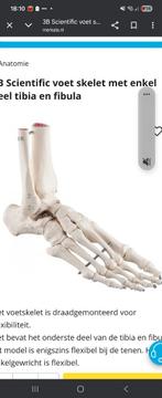 Gezocht Scientific Voet Skelet met Enkel, Ophalen of Verzenden, Zo goed als nieuw, Overige typen