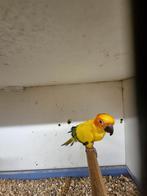 Te koop of gezocht  zonparkiet, Dieren en Toebehoren, Vogels | Parkieten en Papegaaien, Mannelijk, Parkiet