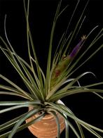Tillandsia Fasciculata, Ophalen, Overige soorten, Minder dan 100 cm