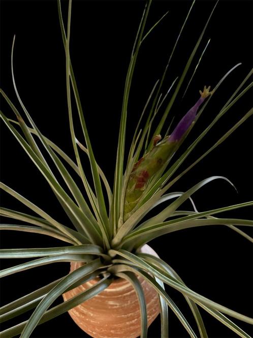 Tillandsia Fasciculata, Huis en Inrichting, Kamerplanten, Overige soorten, Minder dan 100 cm, Ophalen