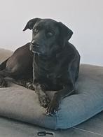 Kruising labrador herder, Overige rassen, Teef, Eén hond, 3 tot 5 jaar