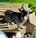 Te koop blauwschimmel met tan dwerggeiten dek bok., Dieren en Toebehoren, Schapen, Geiten en Varkens, Mannelijk, Geit, 0 tot 2 jaar