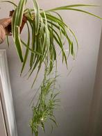 Groene Kamerplant, Ophalen, Overige soorten, Halfschaduw, In pot