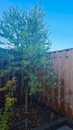 Olijfboom, een hoge en gezonde olijfboom., Tuin en Terras, Planten | Bomen, Ophalen, Volle zon, Olijfboom, 100 tot 250 cm