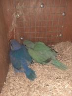 Aqua opaline halsbandparkiet pop, Dieren en Toebehoren, Vogels | Parkieten en Papegaaien, Vrouwelijk, Parkiet, Geringd