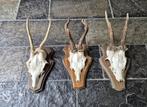 3 Mooie Ree Geweien samen € 27 Mancave Jacht Landelijk d10, Ophalen of Verzenden, Hert, Gewei of Kop