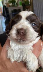 Unieke kruising Engelse Cocker spaniel / Maltezer mini’s, Overige rassen, CDV (hondenziekte), 8 tot 15 weken, Meerdere