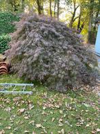 Japanse Esdoorn (Acer Palmatum atropureum) 1.50m, Tuin en Terras, Planten | Bomen, Bloeit niet, Halfschaduw, 100 tot 250 cm, Ophalen