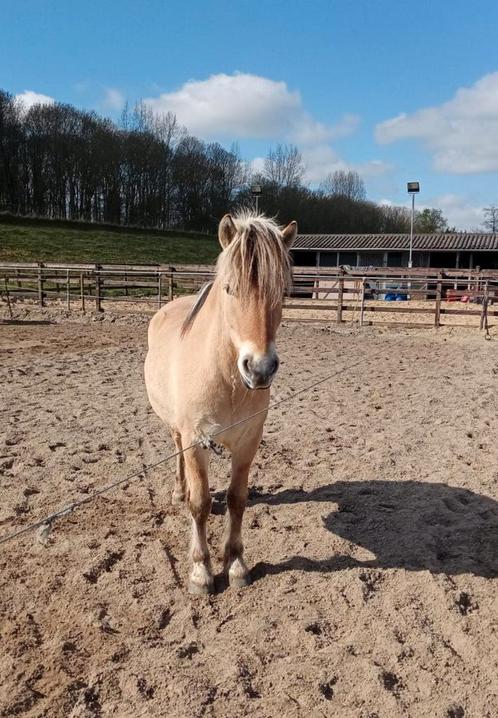 6 jarige fjorden ruin, Dieren en Toebehoren, Pony's, Ruin, Zadelmak, D pony (1.37m tot 1.48m), Recreatiepony, 3 tot 6 jaar, Met stamboom