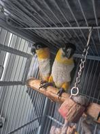 Tamme koppel zwartkop caique, Dieren en Toebehoren, Vogels | Parkieten en Papegaaien