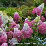 Hydrangea pan. Sundae Fraise, Ophalen, Zomer, Overige soorten, Halfschaduw