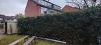 Diverse haagplanten te koop, Ophalen, Taxus, Haag, 100 tot 250 cm