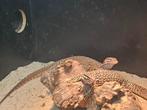 1.1 Coupless varanus acanthurus red ackie