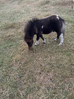 mini hengst veulen, Dieren en Toebehoren, Pony's, 0 tot 2 jaar, Hengst, Gechipt, A pony (tot 1.17m)