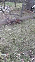 Mandarijneend man, Dieren en Toebehoren, Vogels | Overige Vogels, Mannelijk, Tam