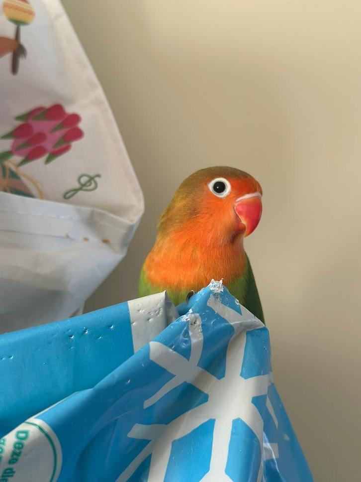 Jonge Dwergpapegaai, Dieren en Toebehoren, Vogels | Parkieten en Papegaaien, Dwergpapegaai of Agapornis, Vrouwelijk, Tam