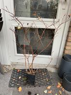 Honingbes - Diverse Rassen, Halfschaduw, Overige soorten, Lente, Minder dan 100 cm