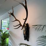 3x Prachtige / Grote Hertengeweien / Prijs PS., Huis en Inrichting, Verzenden, ., Zo goed als nieuw, .