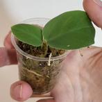 Rhaphidophora hongkongensis, Huis en Inrichting, Kamerplanten, Ophalen of Verzenden, Halfschaduw, Minder dan 100 cm