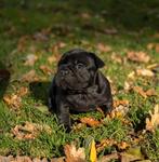 tk  franse bulldogpuppies 8wkn , en  mogen het nest verlaten, Dieren en Toebehoren, Honden | Bulldogs, Pinschers en Molossers