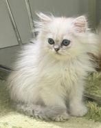 Mooie poes mix van een Pers en Britse langhaar, Dieren en Toebehoren, Katten en Kittens | Raskatten | Langhaar, Poes, Ontwormd