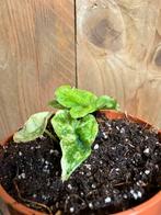 Alocasia jacklyn variegata plant albo tricolor wit lemon, Ophalen of Verzenden, Halfschaduw, Minder dan 100 cm