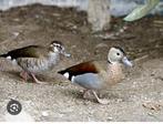 Mandarijneenden en roodschoudertaling, Meerdere dieren, Eend