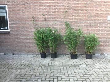 Fargesia Nitida Viking, niet woekerende bamboe!!! beschikbaar voor biedingen