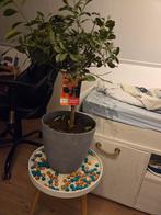 Citrusboompje in pot, Huis en Inrichting, Kamerplanten, Ophalen, Fruitplant, In pot, Minder dan 100 cm
