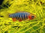 Microrasbora erythromicron Emerald Rasbora, Dieren en Toebehoren, Vis