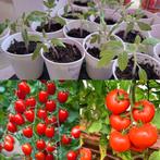 Tomaten Stekjes, 5 stuks voor 3,50!!, Tuin en Terras, Planten | Tuinplanten, Zomer, Ophalen, Groenteplanten, Eenjarig