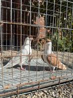 Koppel duiven, Dieren en Toebehoren, Vogels | Duiven, Meerdere dieren, Overige soorten