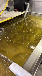 Aasvis te koop, Ophalen of Verzenden, Overige typen