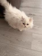 perzische kittens, Dieren en Toebehoren, Katten en Kittens | Raskatten | Langhaar, Meerdere dieren, Gechipt, 0 tot 2 jaar