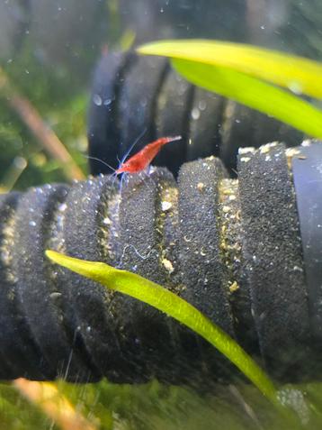 > Prachtige Vuur Garnalen – Neocaridina – Gezonde, levendige beschikbaar voor biedingen