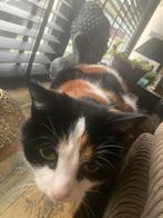 Loekie de lapjeskat, Dieren en Toebehoren, Katten en Kittens | Overige Katten, Poes