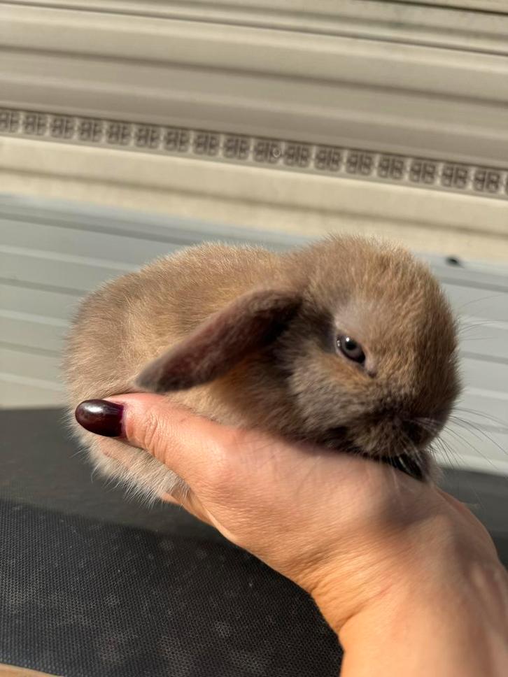 Hangoor voedster, Dieren en Toebehoren, Konijnen, Groot, Vrouwelijk, Hangoor