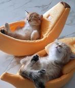 Katten oppas AANGEBODEN privé, Ophalen of Verzenden