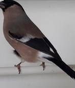 Gezocht pop Noordse Goudvink, Dieren en Toebehoren, Vrouwelijk, Wildzangvogel, Geringd