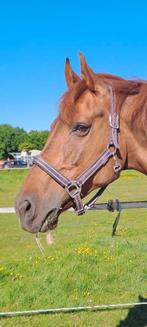 14 jarige kwpn fokmerrie/recreatie v. uphill te koop, Dieren en Toebehoren, Pony's, Gechipt, Dressuurpony, Zadelmak, 11 jaar of ouder