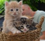 Noorse boskatkittens mogen koffertjes pakken, Dieren en Toebehoren, Meerdere dieren, Gechipt, 0 tot 2 jaar