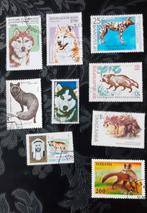 Vossen, hyena, wasbeer, Ophalen of Verzenden, Dier of Natuur